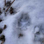 Wolfprint track in snow.