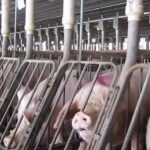 Rows of pigs confined in gestation crates inside a commercial breeding facility, illustrating concerns raised by animal welfare advocates following House passage of the 2026 Farm Bill.