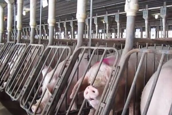 Rows of pigs confined in gestation crates inside a commercial breeding facility, illustrating concerns raised by animal welfare advocates following House passage of the 2026 Farm Bill.