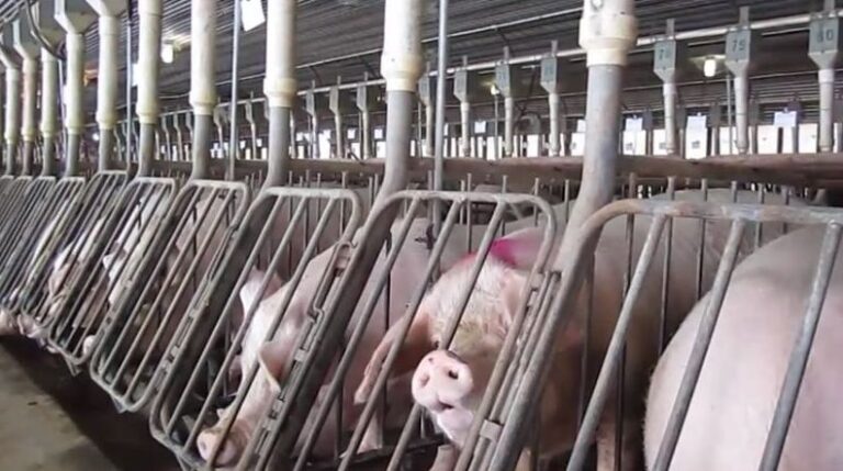 Rows of pigs confined in gestation crates inside a commercial breeding facility, illustrating concerns raised by animal welfare advocates following House passage of the 2026 Farm Bill.